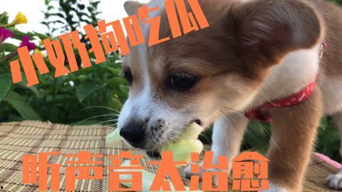 娱乐吃瓜君奶狗,娱乐吃瓜君的甜蜜瓜田之旅